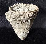 Placosmilia vidali (MALLADA 1892) - Bild © FossNet FossilienStore